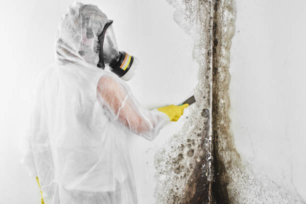 Best Preventive Mold Services in Ada, OK