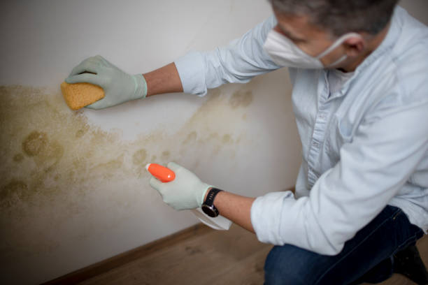 Best DIY Mold Remediation Support Services in Ada, OK