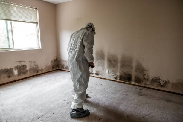Best Attic Mold Remediation in Ada, OK