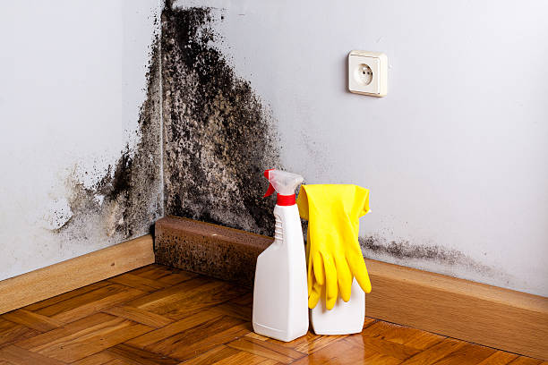 Best Bathroom Mold Remediation in Ada, OK