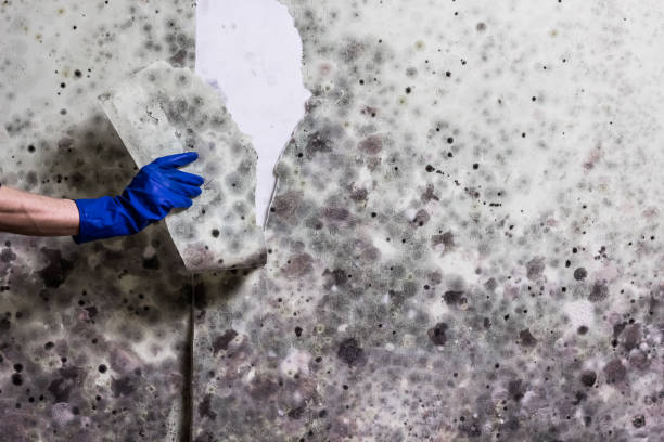 Best White Mold Remediation in Ada, OK